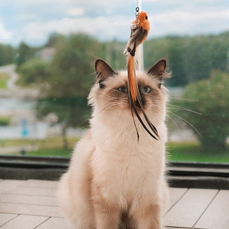 Jaktbågen - Aktiverar din katt på nolltid