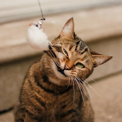 Jaktbågen - Aktiverar din katt på nolltid