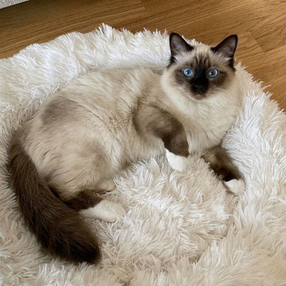 Fluffy - Den mjuka kattsängen som katter älskar