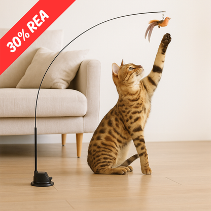 Jaktbågen - Aktiverar din katt på nolltid